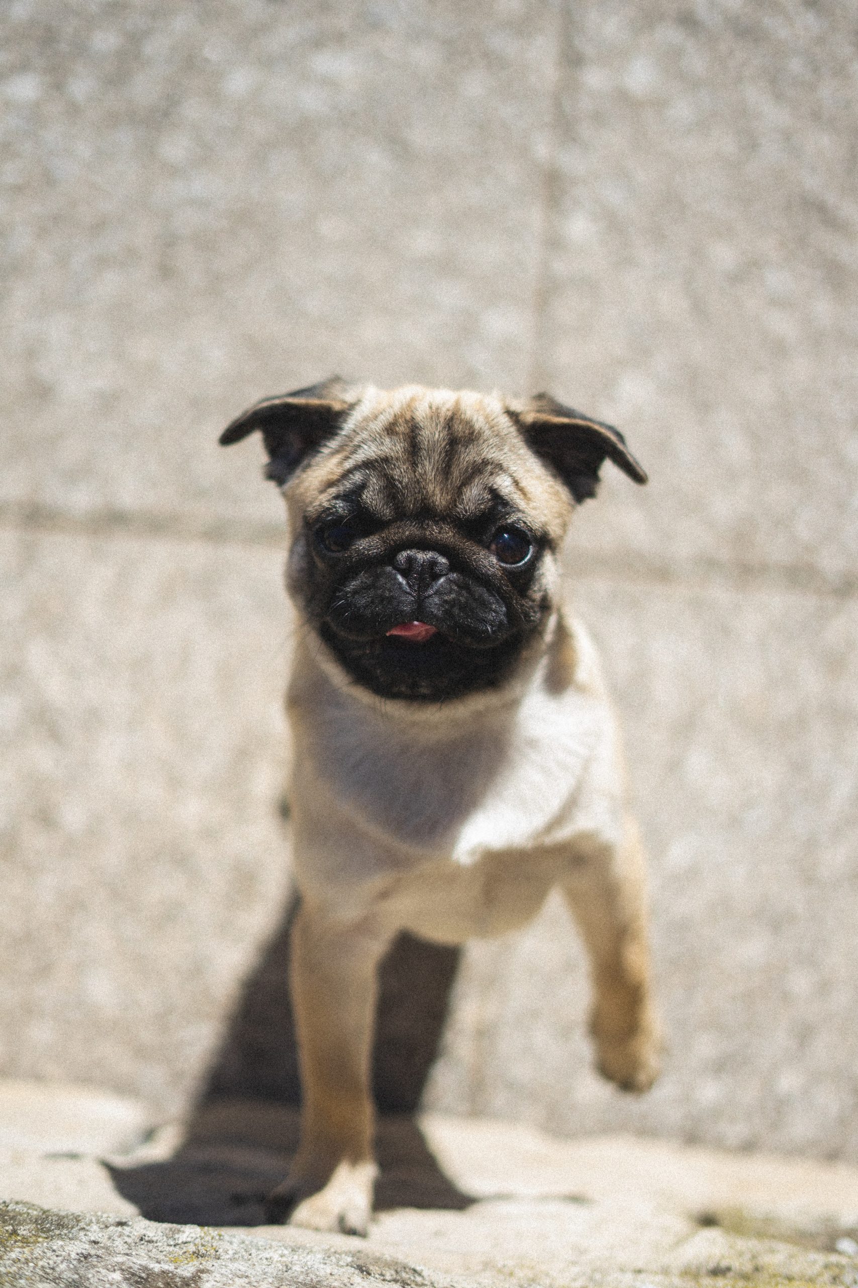 Mops steht vor Herrchen
