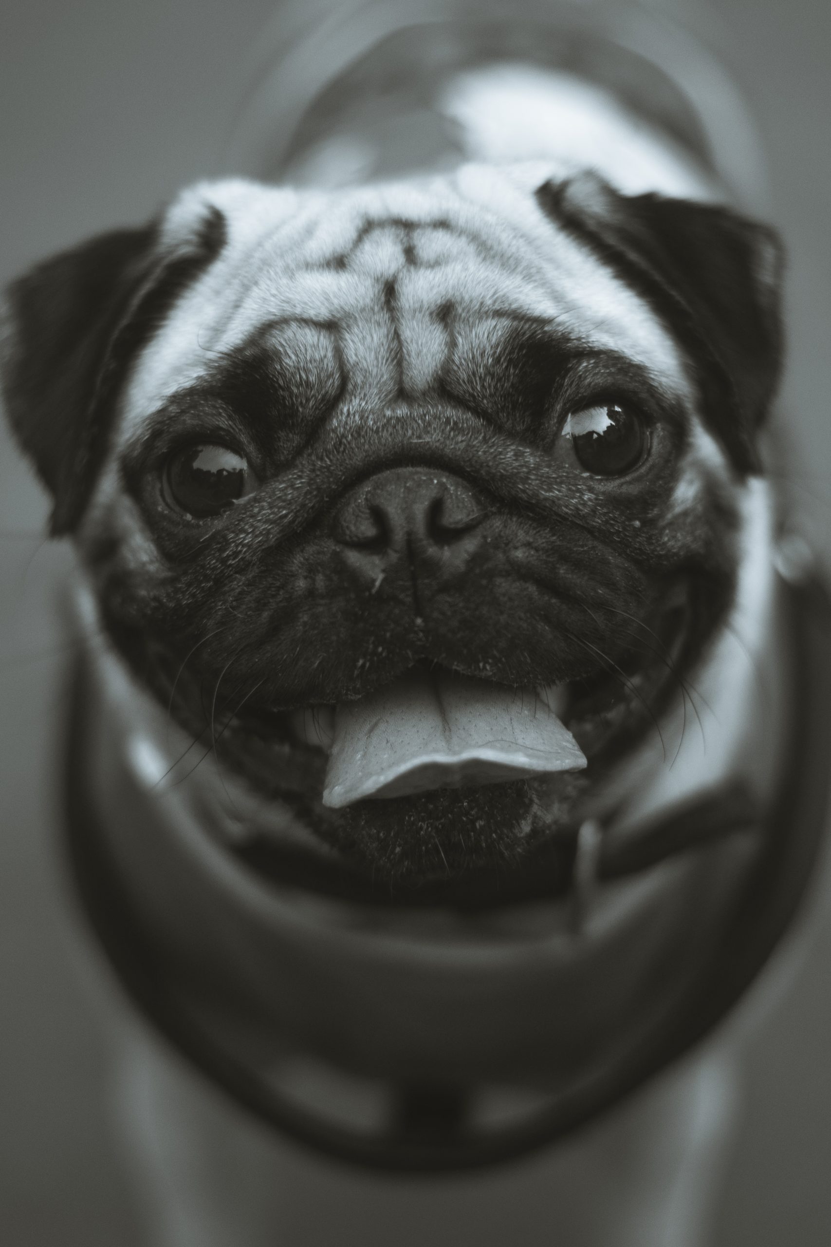 Mops guckt niedlich
