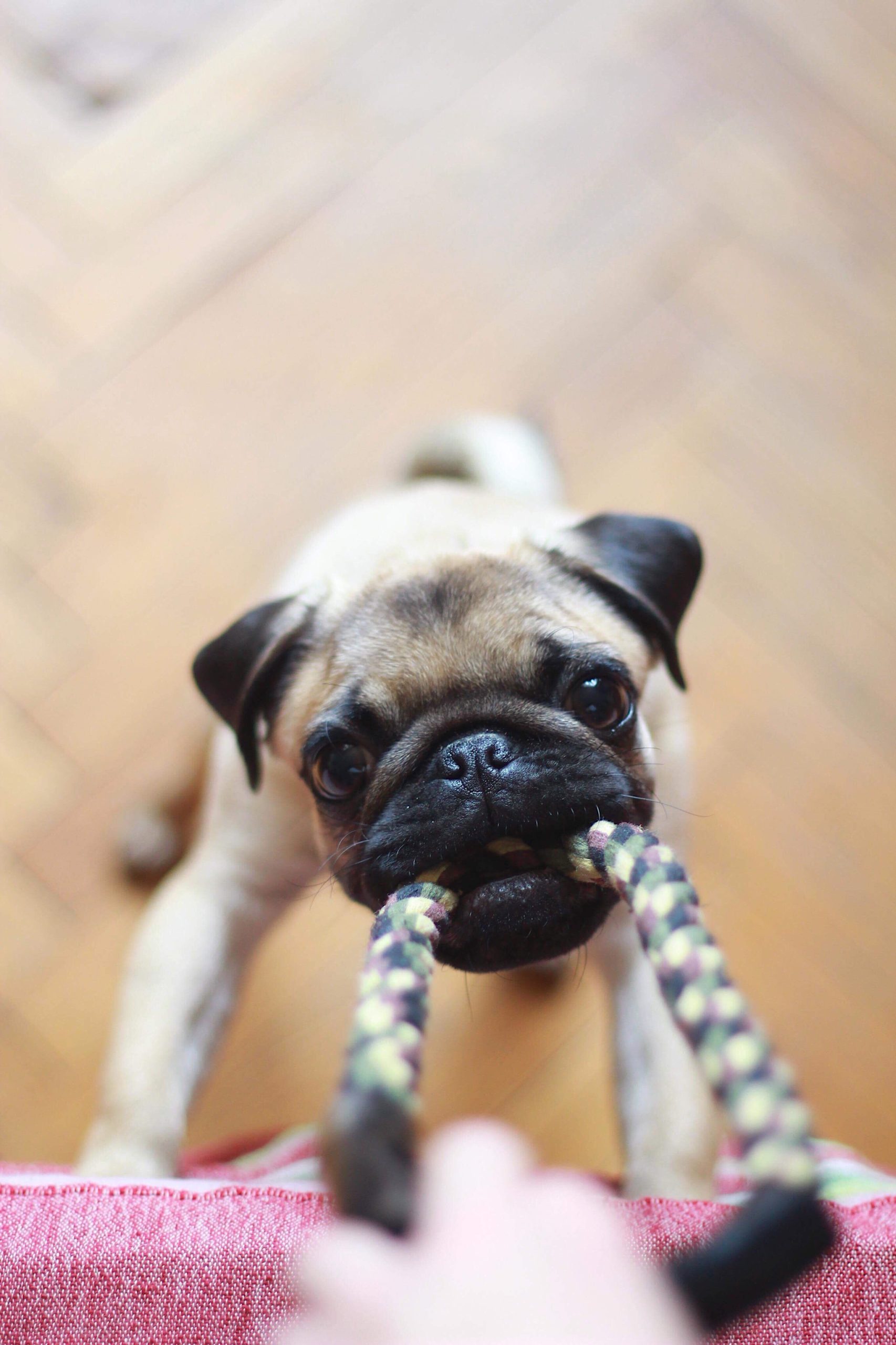 Mops Spielt mit Seil