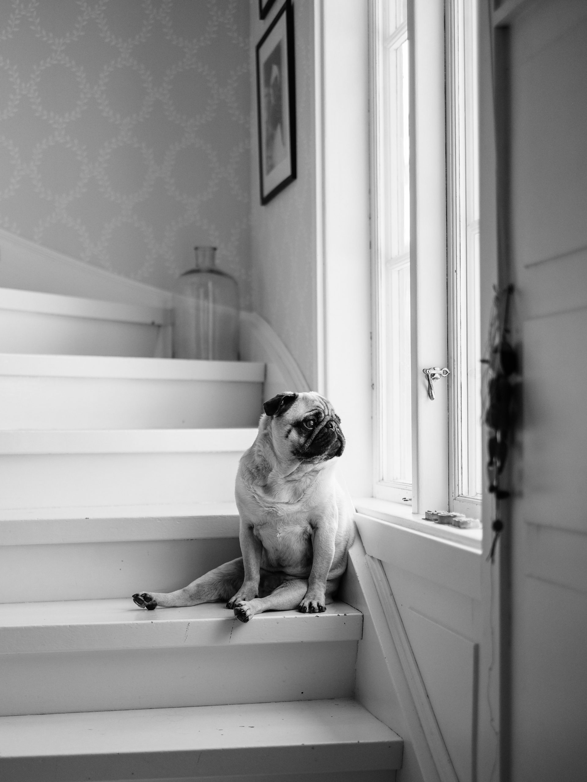 Mops sitzt zuhause